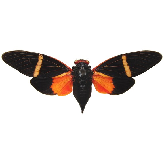 Tosena Pavei Black Orange Cicada Thailand - Etsy