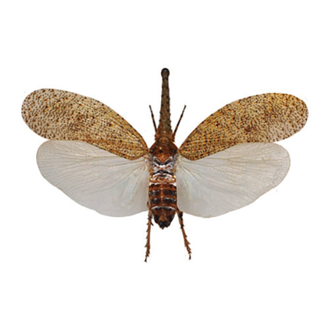 Planthopper Vs Leafhopper