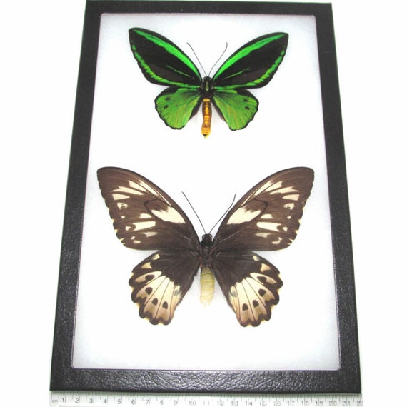 Ornithoptera Priamus Poseidon FEMALE Birdwing Black Gold Butterfly