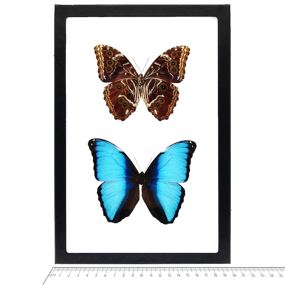 Morpho Deidamia RECTO Blue Black Butterfly Peru - Etsy
