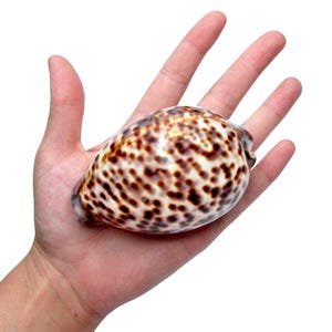 May include: A speckled seashell with a brown and cream pattern. The shell is oval-shaped and smooth, with a glossy finish. The shell is held in an open hand.