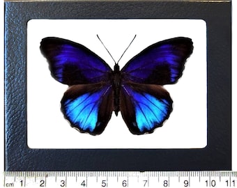 Eunica excelsa ONE Real blue black butterfly Peru
