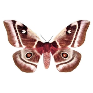 Bunea aslauga female pink saturn moth Madagascar