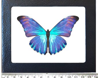 Morpho aurora REPLICA blue butterfly Peru