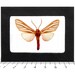 Riker Mount ONE Display Case Frame Shadow Box - Choose Size - Etsy