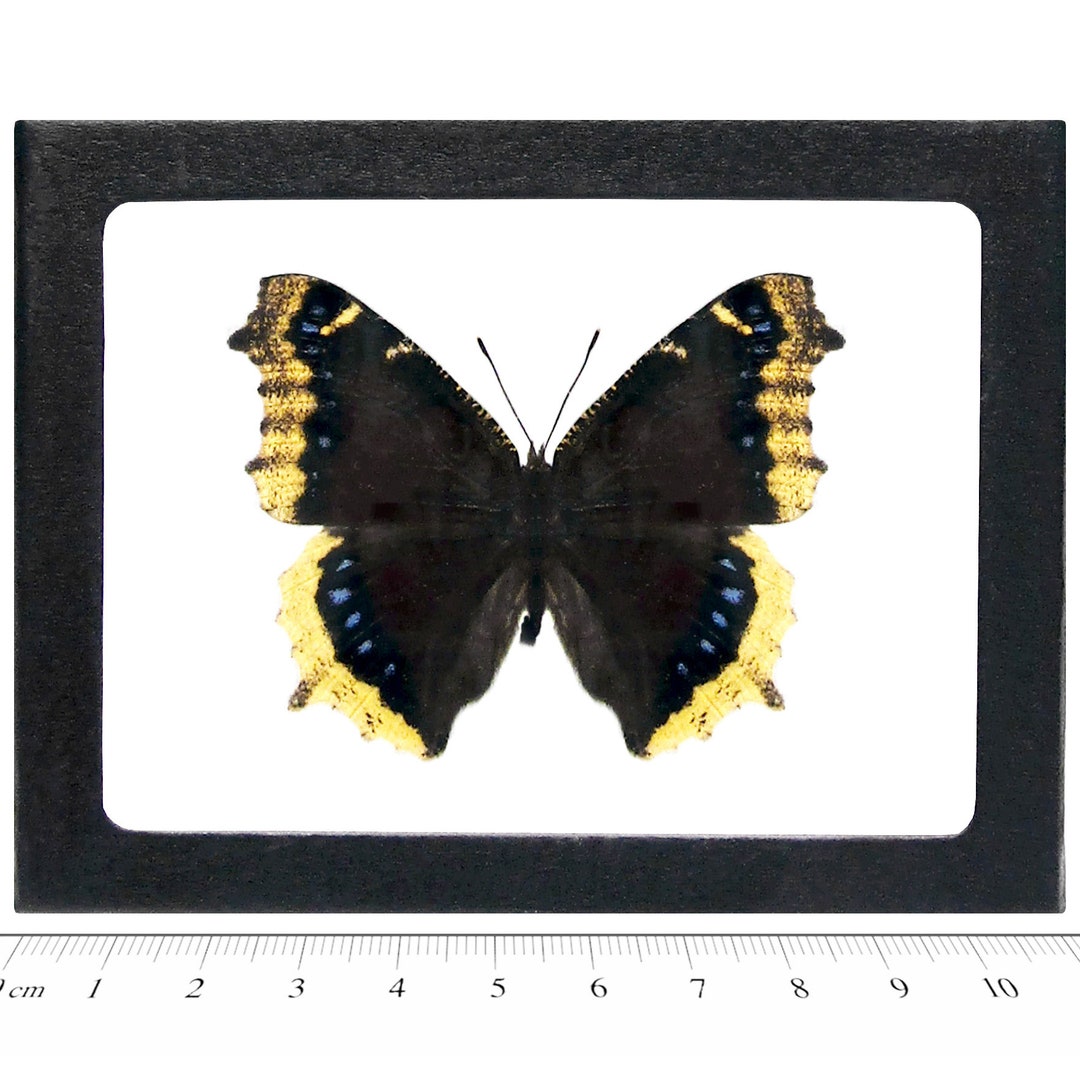 Nymphalis Antiopa ONE Real Butterfly North American Mourning Cloak - Etsy