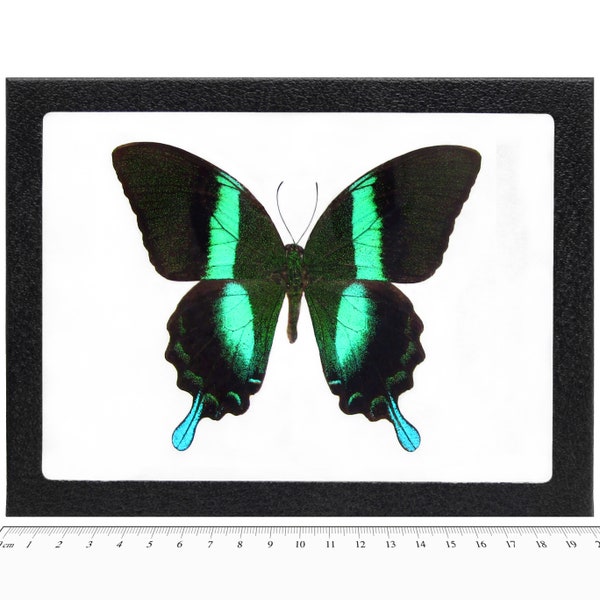 Papilio blumei blue green swallowtail butterfly Indonesia