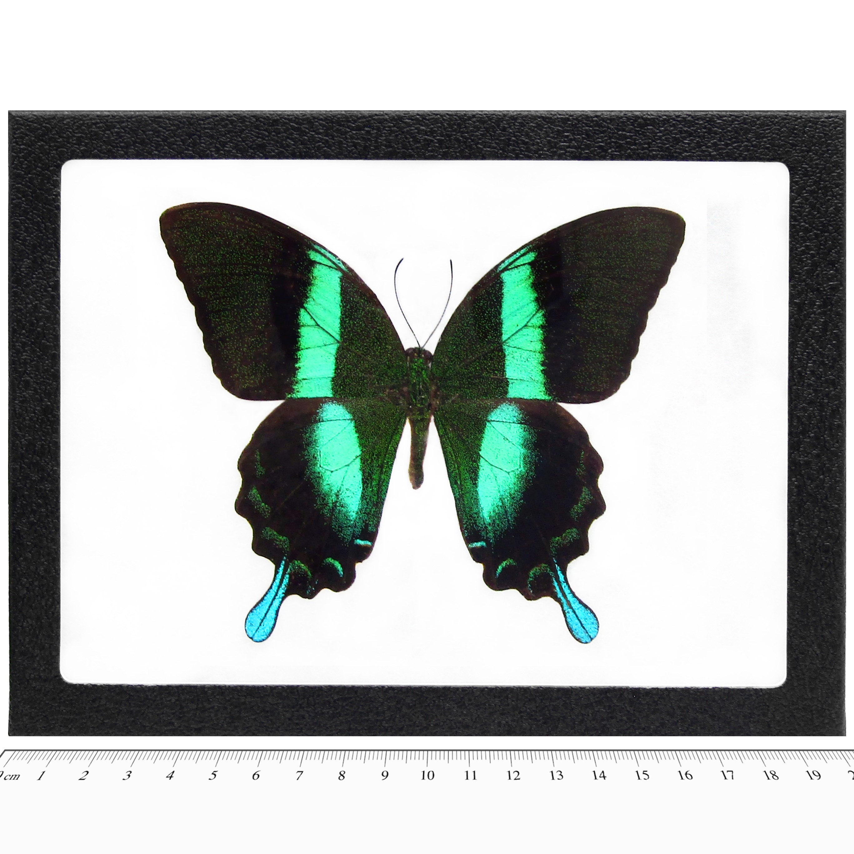 Papilio blumei 蝶の標本 楽天市場】昆虫の標本 オオルリオビアゲハ Papilio blumei