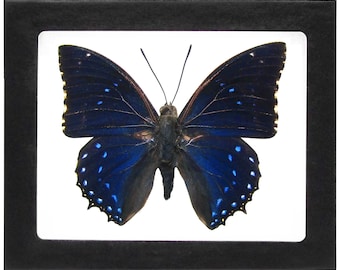 Könnte beinhalten: Ein gerahmter blauer Schmetterling mit schwarzen und goldenen Akzenten. Der Schmetterling wird auf einem weißen Hintergrund mit einem schwarzen Rahmen präsentiert.