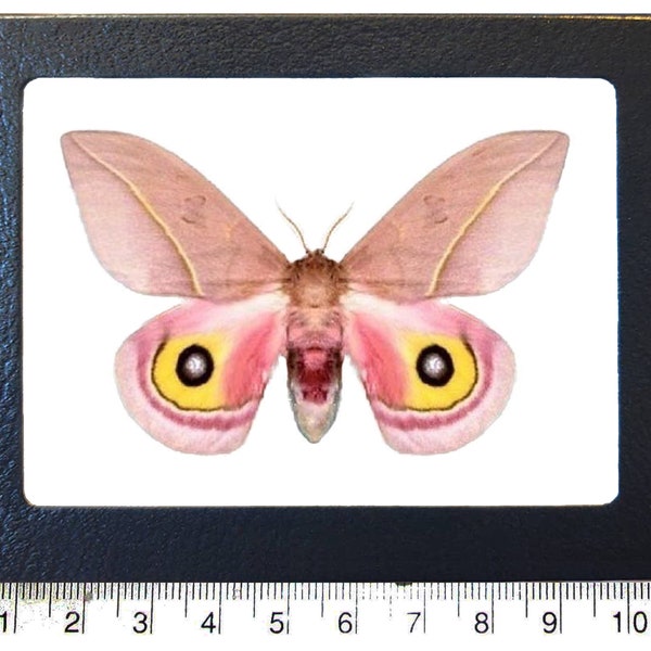 Automeris pamina saturn moth saturniidae Arizona