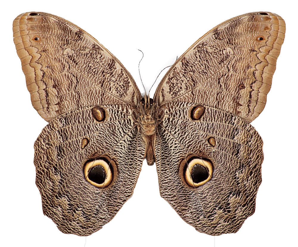 Caligo eurilochus ONE Real Butterfly Owl Peru
