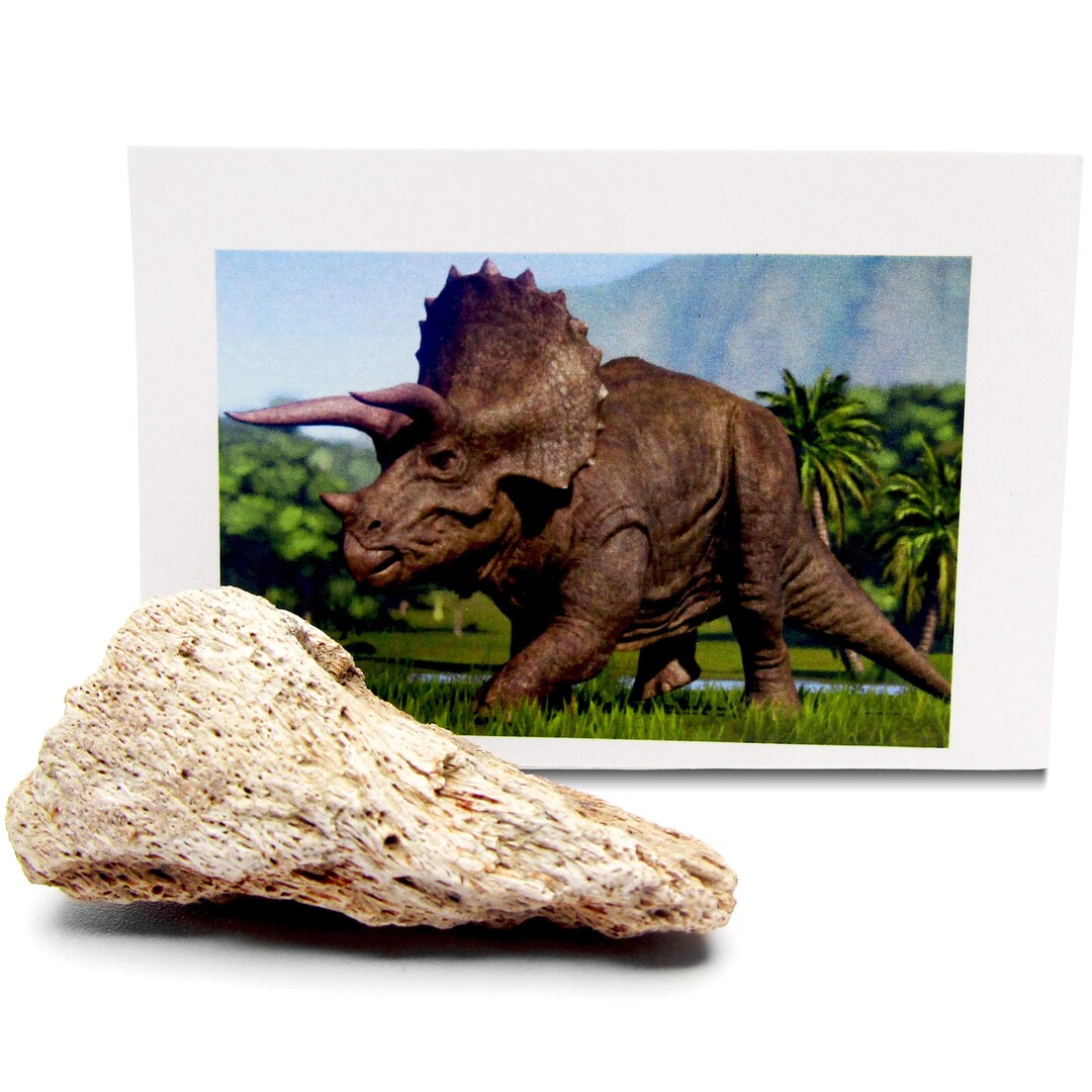 Triceratops Dinosaur Bone Fragments In Box Frame (Triceratops Sp - Foto 9