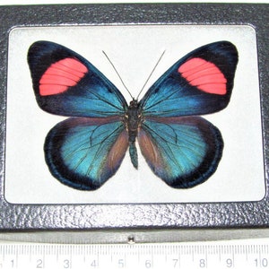 Batesia hypochlora One Real Butterfly pink blue Peru