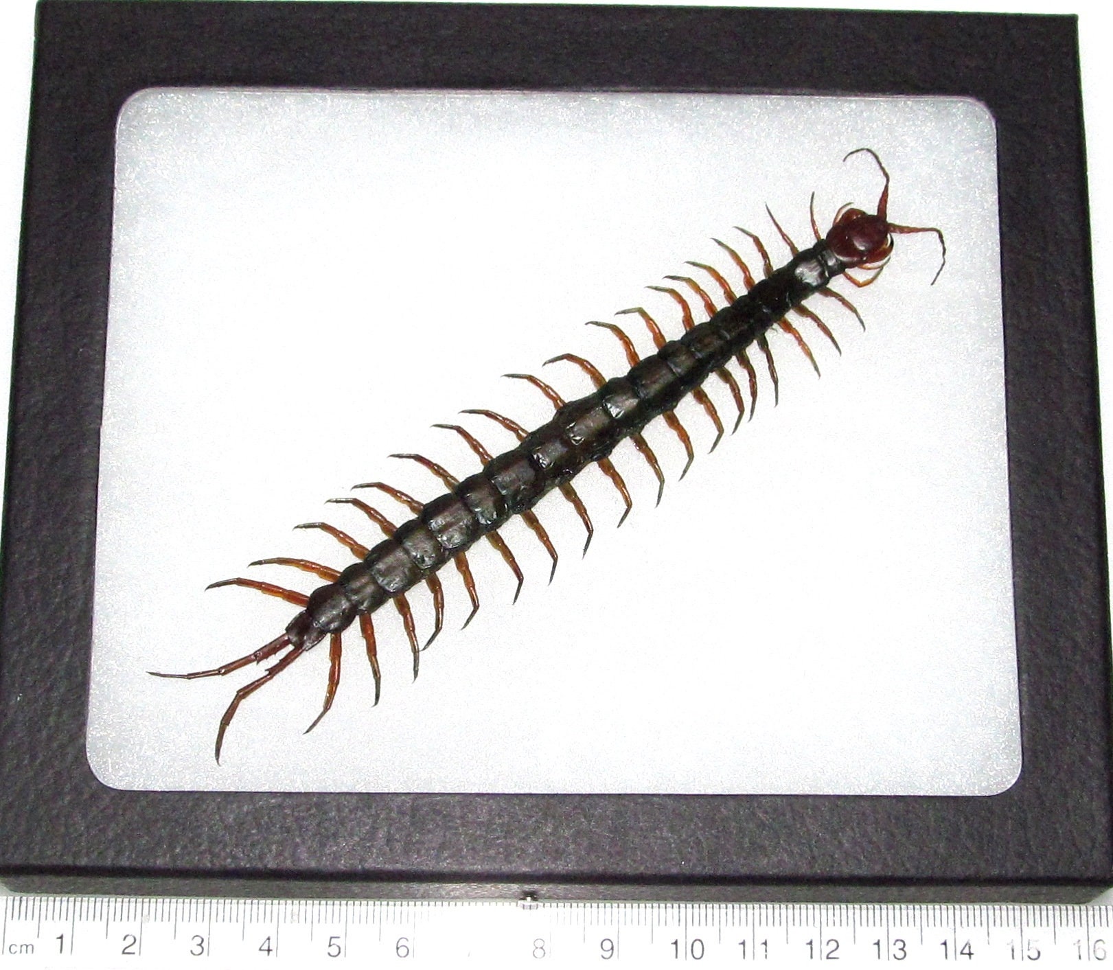 Scolopendra morsitans