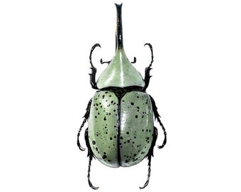 Dynastes granti male One REAL hercules rhinoceros beetle Arizona Unmounted packaged