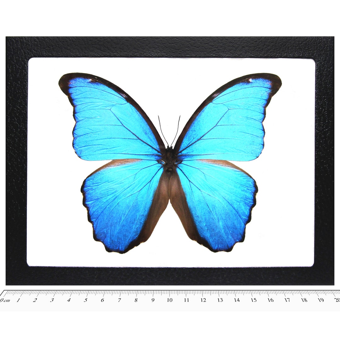 Morpho Didius Blue Butterfly Peru - Etsy