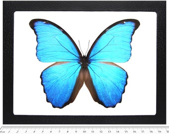 RARE Morpho Absoloni Butterfly, Mounted (wings Spread) in a Riker