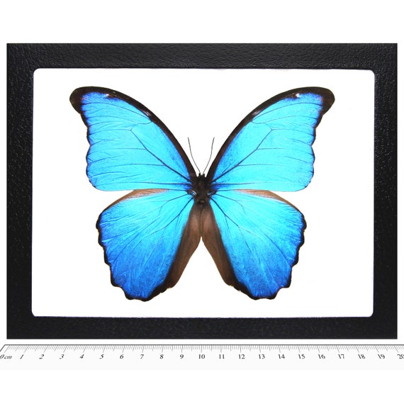 Morpho didius blue butterfly Peru - Etsy 日本