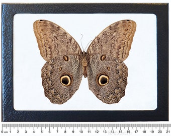 Caligo eurilochus ONE Real Butterfly Owl Peru