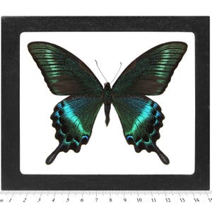Papilio maacki SUMMER FORM blue green black swallowtail butterfly China