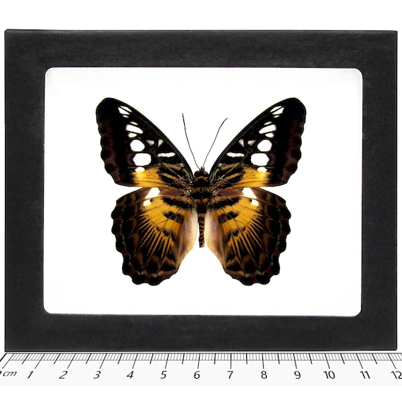 oldsea MIYABI × antique butterfly Parthenos Sylvia FEMALE Gold Clipper Butterfly Malaysia - Etsy