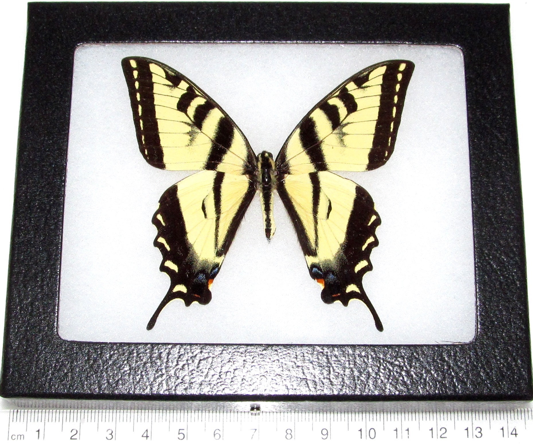 Papilio Glaucus Male One Real Butterfly Yellow Tiger Etsy