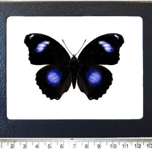 May include: A black butterfly with iridescent blue wings. The butterfly is mounted on a white background.