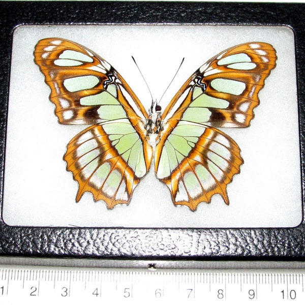 Siproeta stelenes ONE Real Butterfly Green Malachite verso