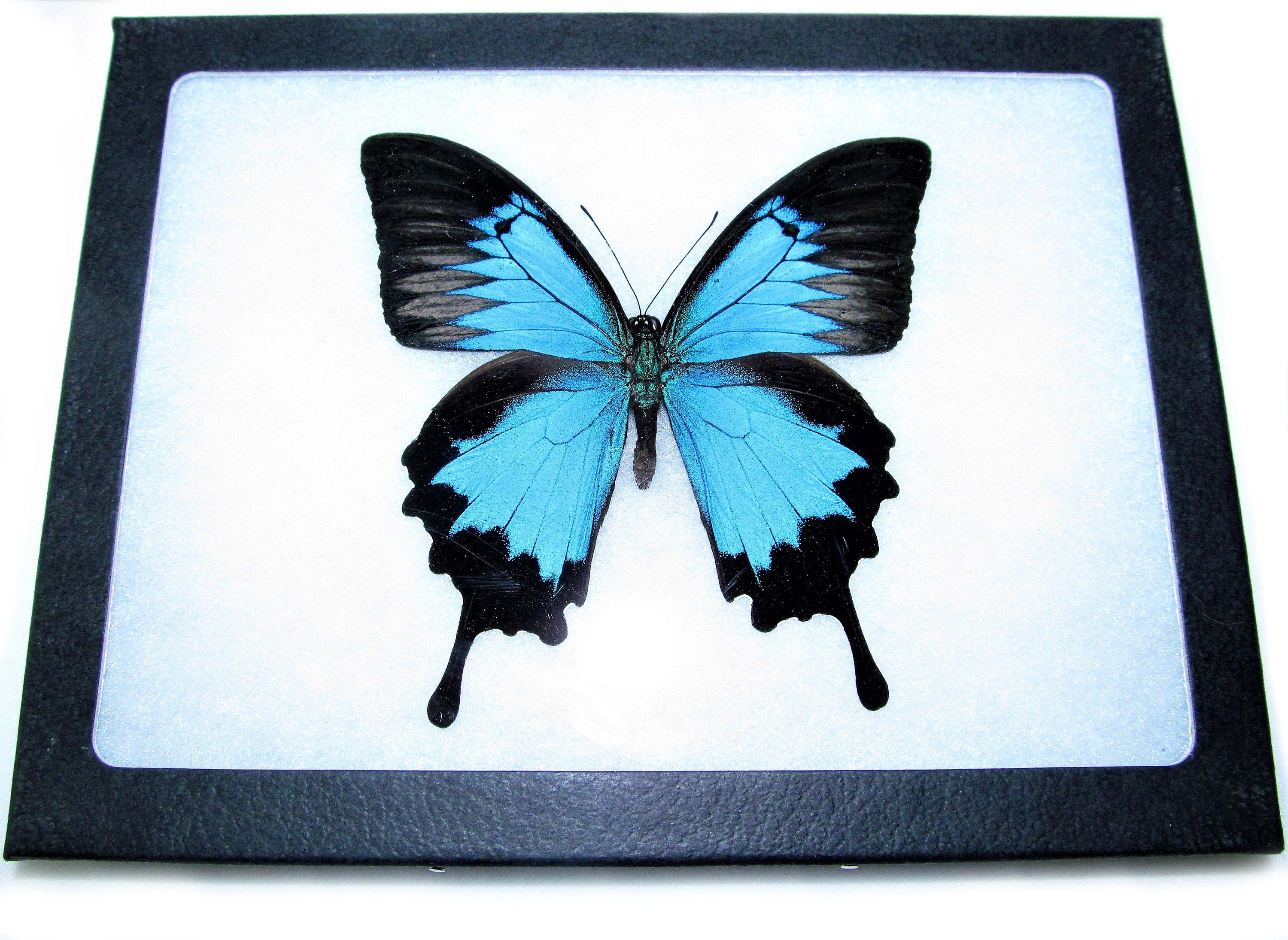 Papilio ulysses Real blue indonesian framed butterfly insect