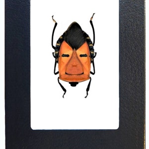 Catacanthus incarnatus orange mask man faced shield bug Indonesia