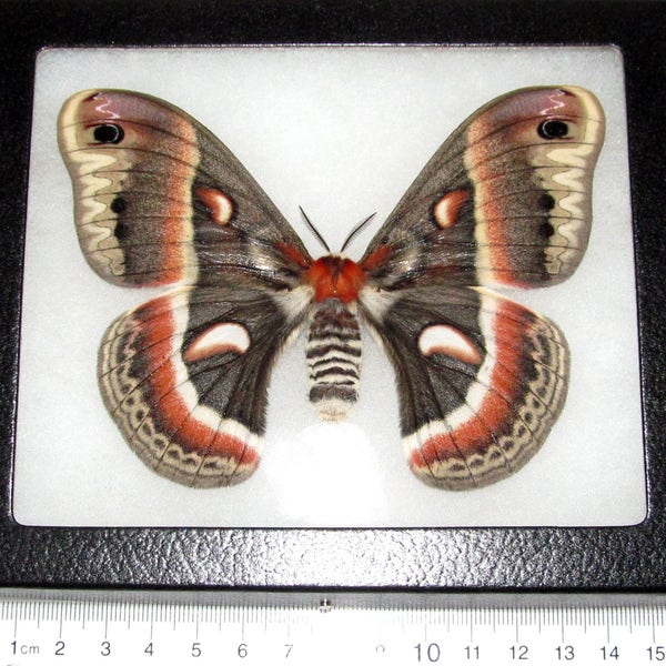 Hyalophora cecropia female REAL moth saturn moth USA