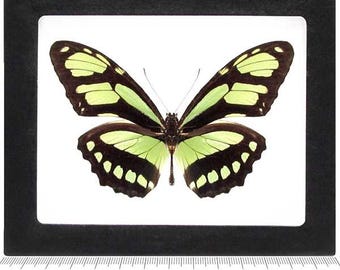Philaethria dido green black butterfly recto Peru