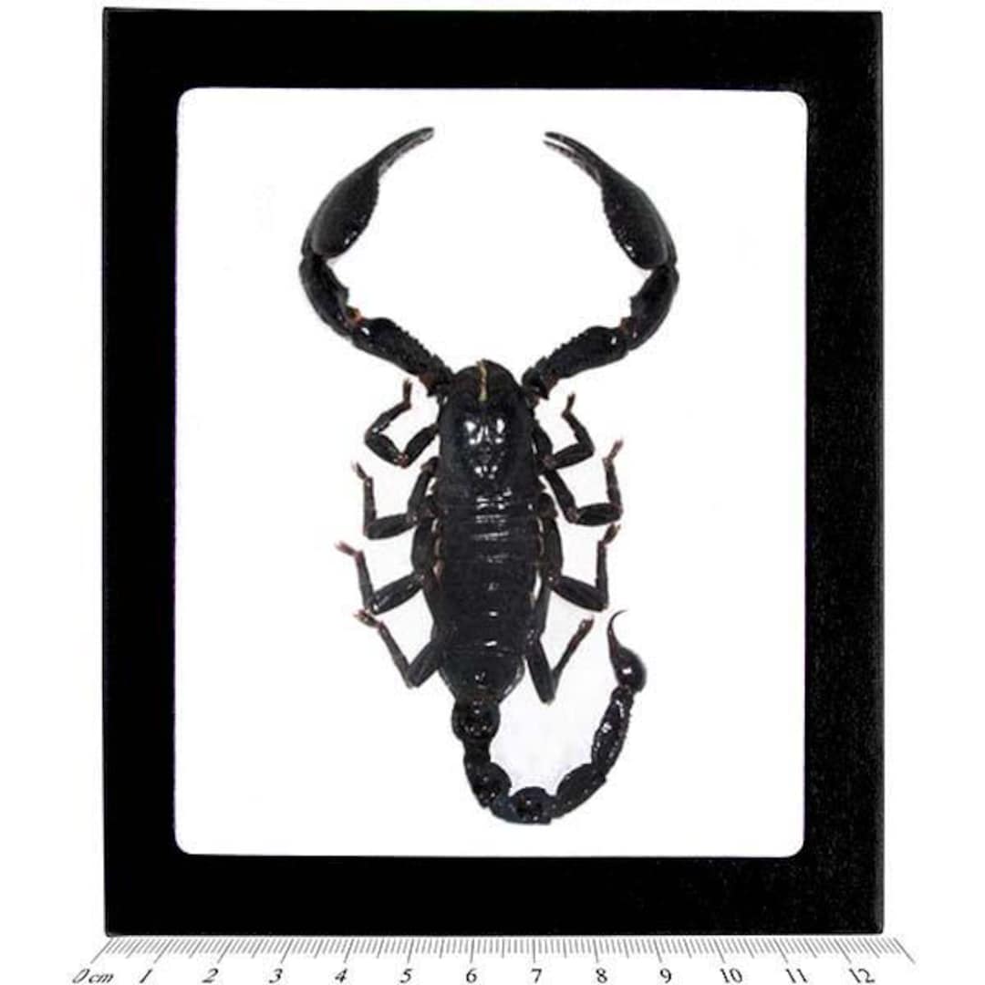 Heterometrus Laoticus Giant Emperor Scorpion Mounted in Defensive