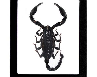 Mesobuthus Martensii Gold Scorpion China - Etsy