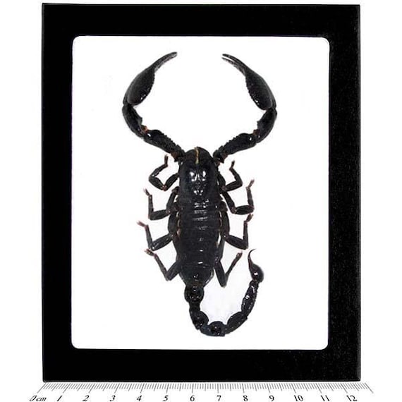Heterometrus Laoticus Giant Emperor Scorpion Mounted in Defensive