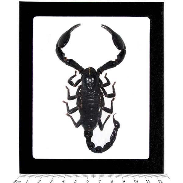 Heterometrus Laoticus Giant Emperor Scorpion Mounted in Defensive