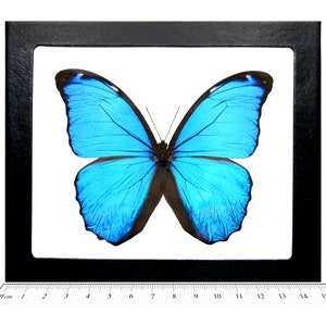 Morpho menelaus ONE Real Butterfly Blue Peruvian