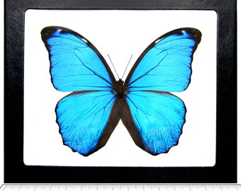 Morpho menelaus ONE Real Butterfly Blue Peruvian