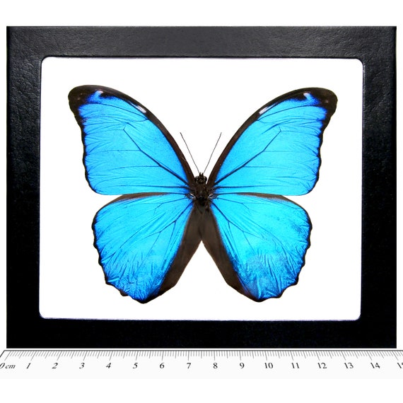 Morpho Menelaus Blue Butterfly French Guyana - Etsy