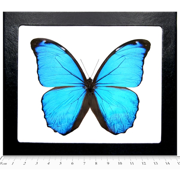 Morpho menelaus ONE Real Butterfly Blue Peruvian