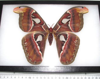 Attacus atlas female snake mimic framed saturn moth saturniidae Indonesia