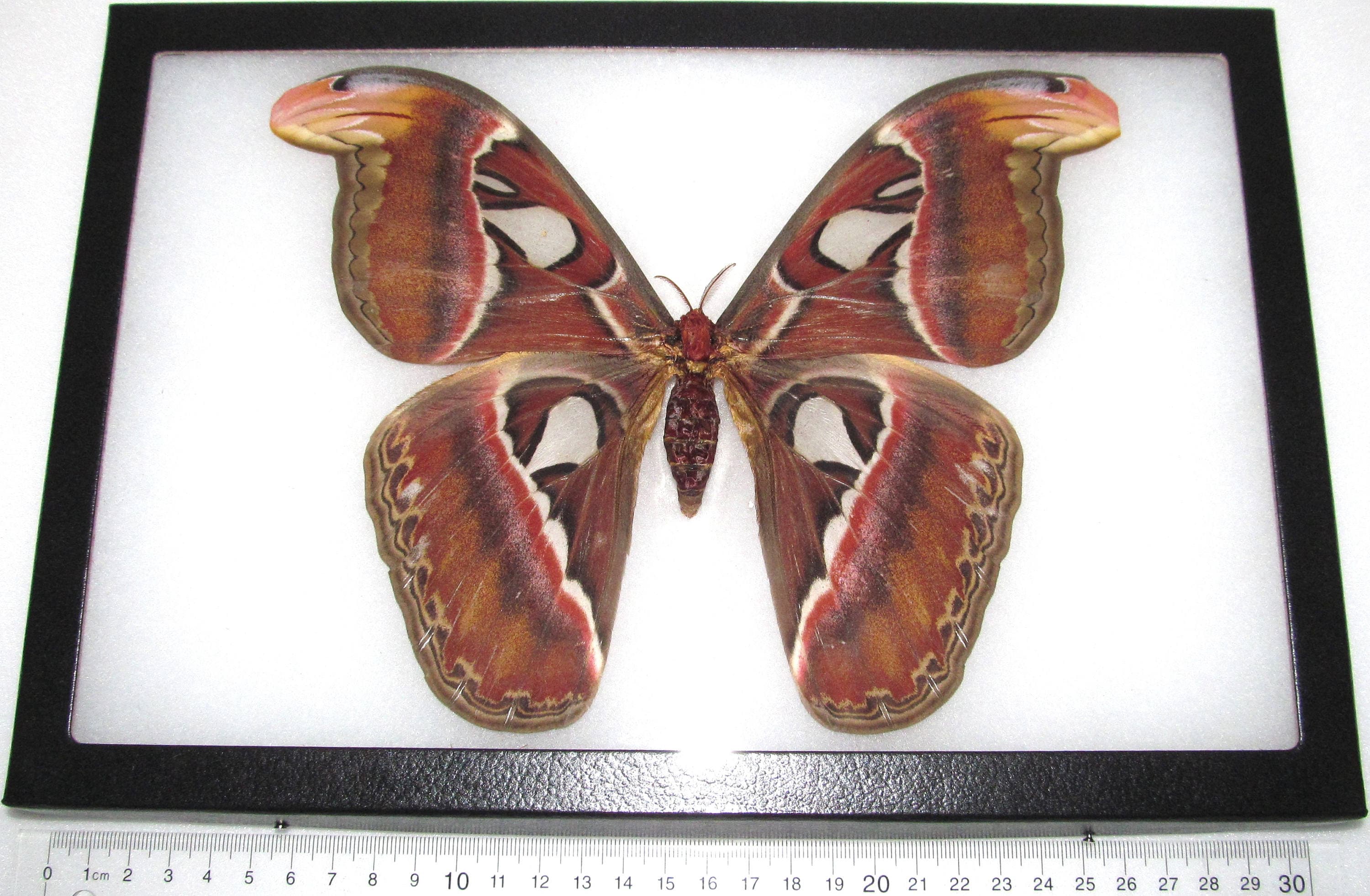 Attacus atlas female snake mimic framed saturn moth saturniidae Indon…