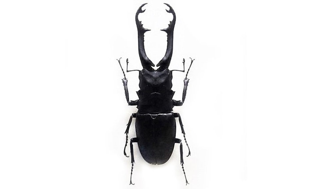 標本 Flores Is Prosopocoilus girafa 110mm Prosopocoilus Giraffa Stag Beetle Flores Indonesia 75mm+ - Etsy