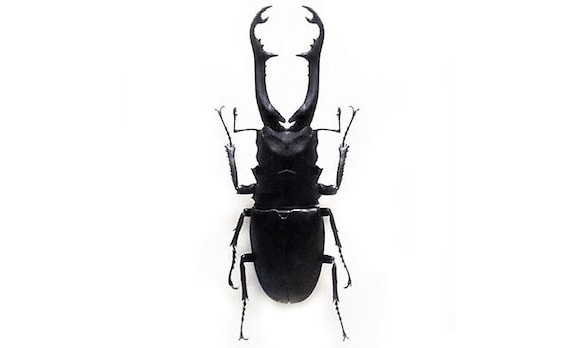 Prosopocoilus Giraffa Stag Beetle Flores Indonesia 75mm+ - Etsy