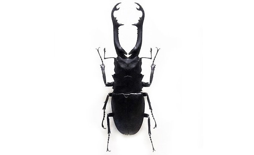 Prosopocoilus Giraffa Stag Beetle Flores Indonesia 75mm+ - Etsy