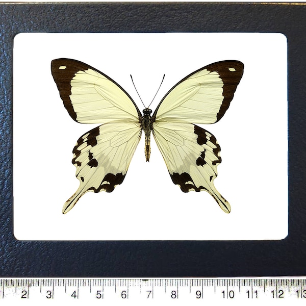 Papilio dardanus white black flying handkerchief butterfly Africa