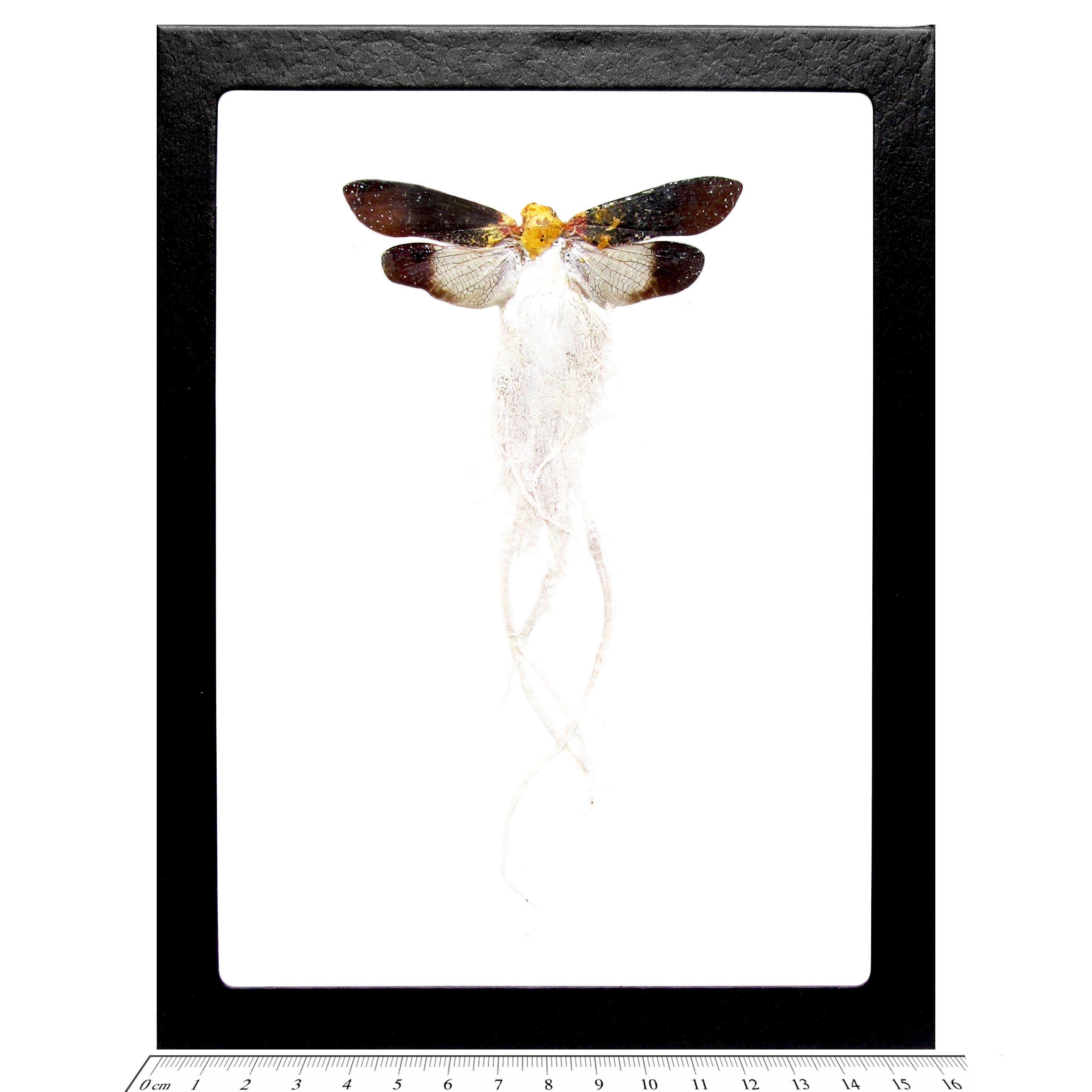Cerogenes Auricoma Waxy Tails Fulgorid Plant Leaf Hopper Insect