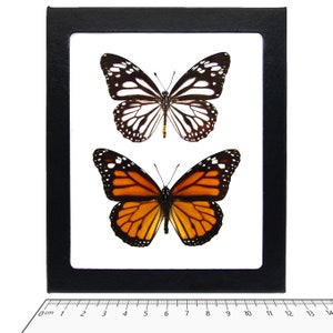 Danaus MELANIPPUS + PLEXIPPUS monarch and white mimic framed butterflies Philippines USA