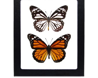 Real Monarch Butterfly Specimen / American Monarch Specimen Danaus plexippus