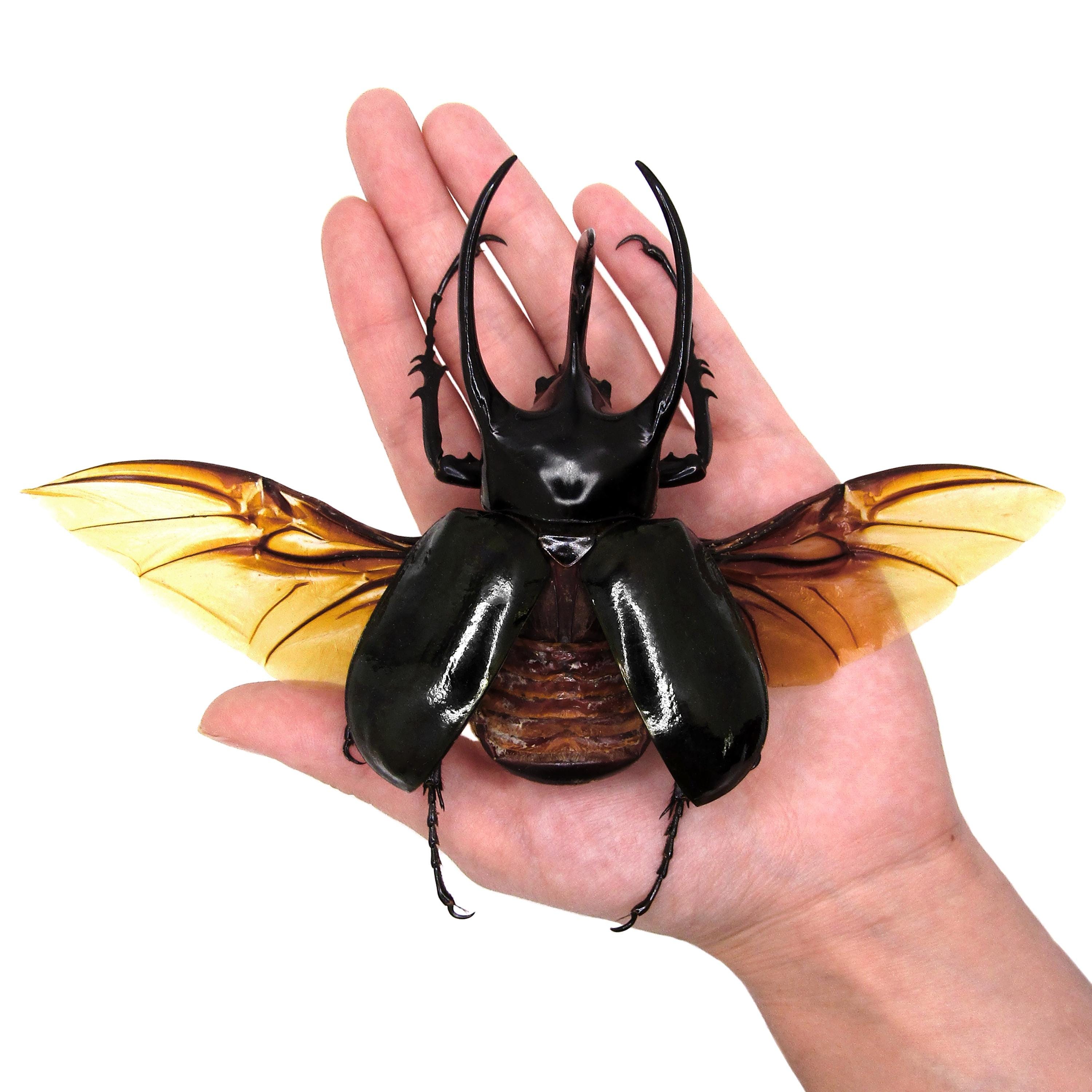 Chalcosoma Atlas XL WINGS SPREAD Rhinoceros Beetle Indonesia - Etsy